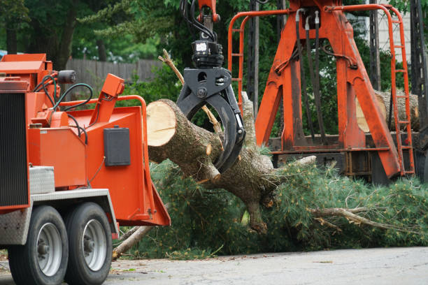 Reliable Van Horn, TX Tree Removal Solutions