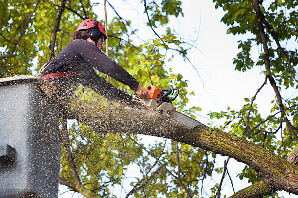 Best Root Management and Removal  in Van Horn, TX